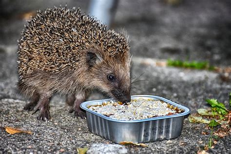 cosa mangia il riccio.